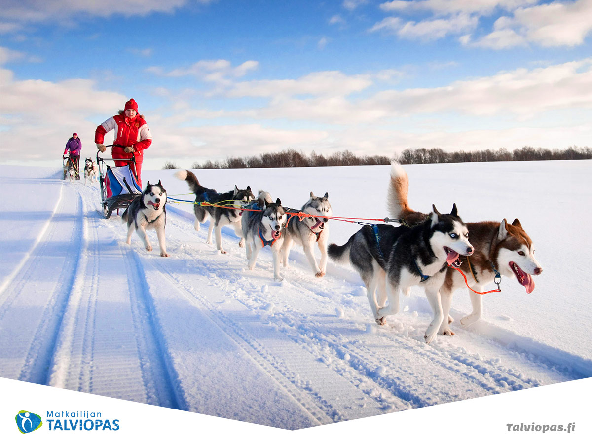 Matkailijan talviopas koirareki huskysafari